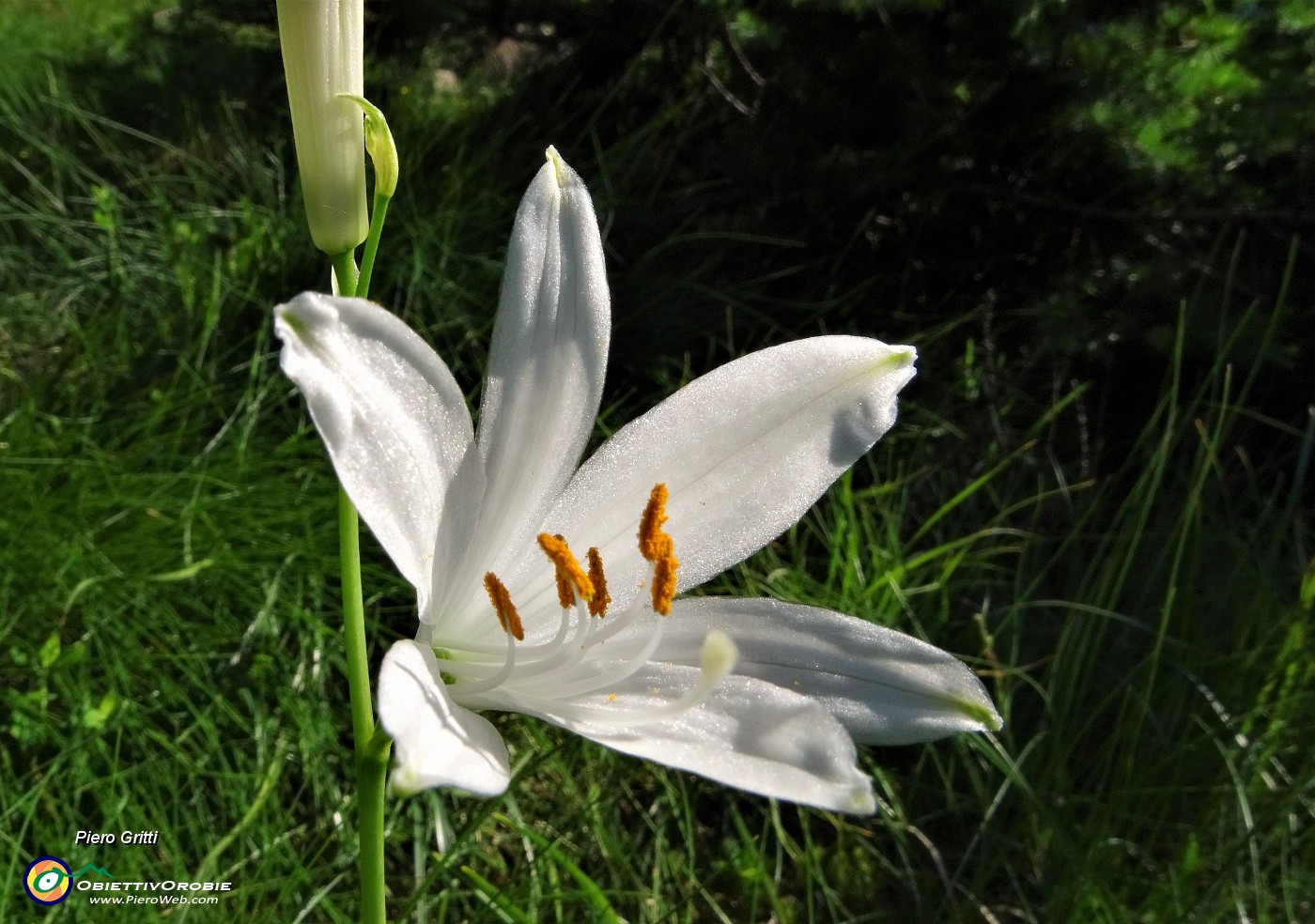 17 Giglio di monte (Paradisia liliastrum).JPG -                                